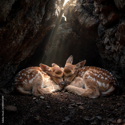 Cute photographs of a young deer in different gentle scenes, soft natural lifestyle images with a sweet, innocent, and fairytale-inspired mood