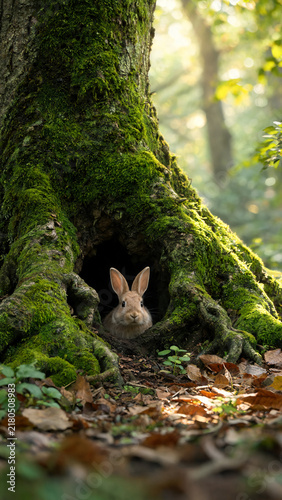 Cute rabbit photographed in a natural atmosphere, soft and charming lifestyle image with gentle light, cozy mood, and an adorable peaceful feeling