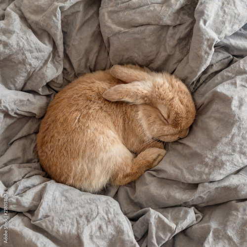 Cute rabbit photographed in a natural atmosphere, soft and charming lifestyle image with gentle light, cozy mood, and an adorable peaceful feeling