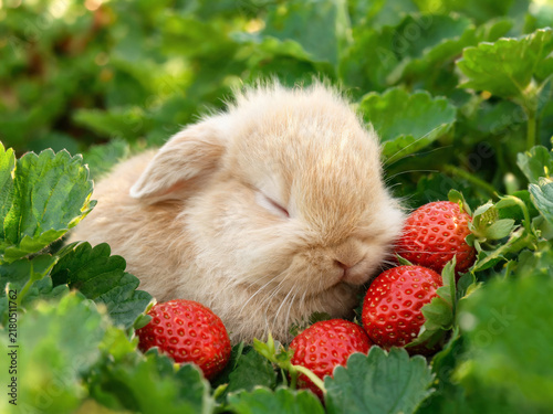 Cute rabbit photographed in a natural atmosphere, soft and charming lifestyle image with gentle light, cozy mood, and an adorable peaceful feeling