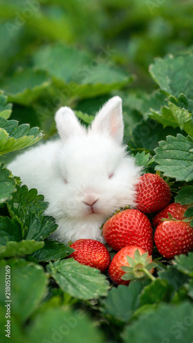 Cute rabbit photographed in a natural atmosphere, soft and charming lifestyle image with gentle light, cozy mood, and an adorable peaceful feeling