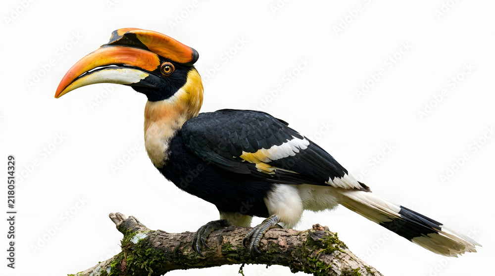 Obraz premium Majestic Great Hornbill perched on a branch, side profile view of Indonesian tropical bird species
