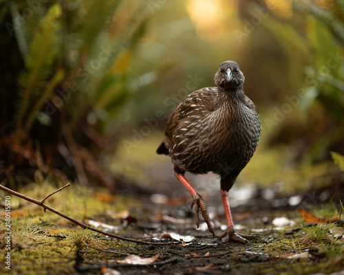 Weka Bird Walking on Forest Path with Ferns Keywords: Weka, Gallirallus australis, bird, avian