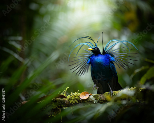 Wilson's Bird-of- Paradise displaying vibrant blue plumage and head plumes
