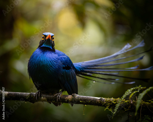 Vibrant Blue Bird with Long Tail Feathers on Mossy Branch