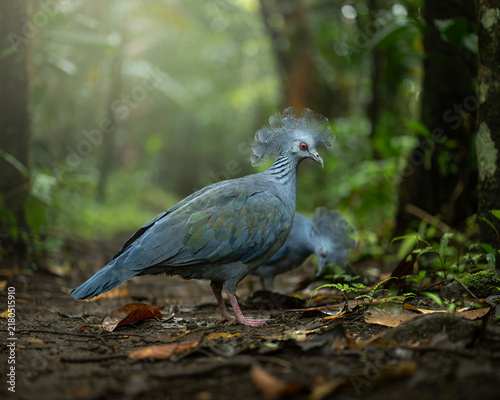 Two Victoria Crowned Pigeons in a Lush Forest 6hnzxarcwkyyc9z2pdbp3w