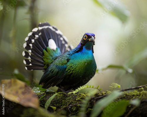 Vibrant green and blue bird with elaborate fan tail on mossy perch