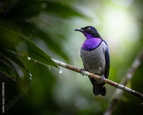 Violet-backed Starling with Iridescent Purple Throat Perched on a Twig