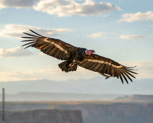 Vulture Soaring Over a Canyon Landscape bird flying