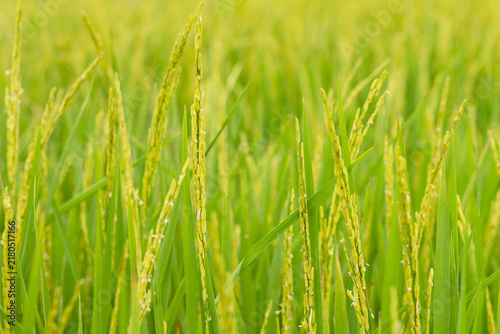 Foto Close up of golden rice ears in green paddy field, abundant of young rice crop, organic agriculture and nature background texture