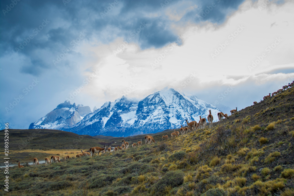 Fototapeta premium Guanacos in Andes environment, Torres del Paine National Park, Patagonia, Chile.