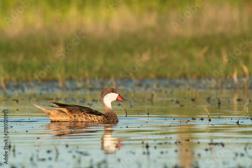 White cheeked Pintail, Anas bahamensis, La Pampa, Patagonia , Argentina.