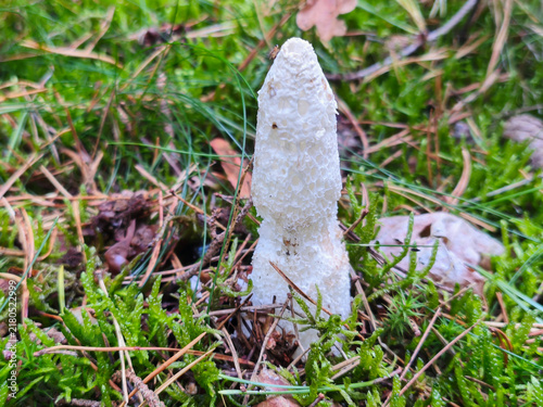 Foto Close Up View of Phallus Impudicus Stinkhorn Mushroom in Natural Habitat