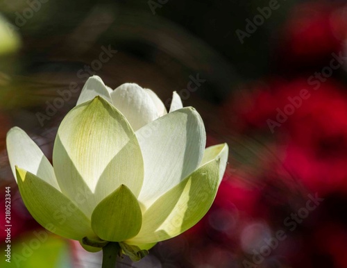 Foto water lily in the garden