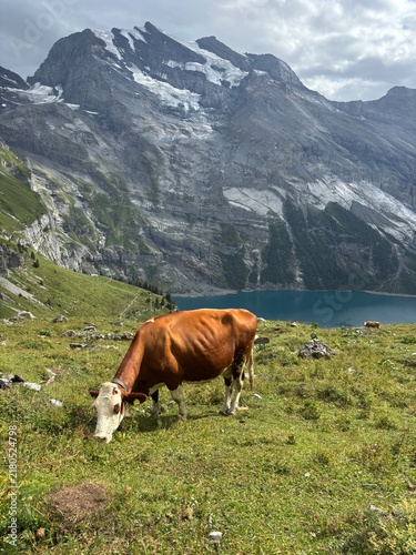 Photography cow in the mountains