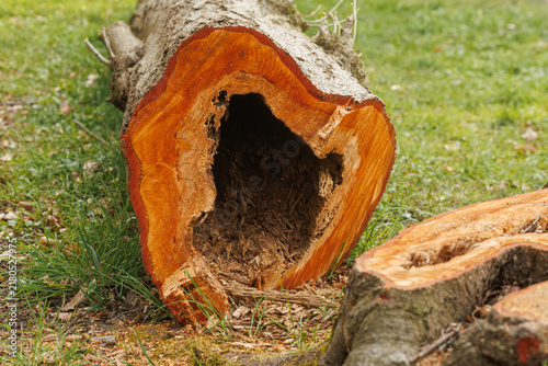 Quadro su tela Hollow fallen tree trunk with decayed interior