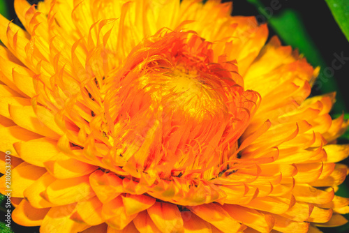 Canvastavla Close-up macro photograph of a golden yellow strawflower in full bloom