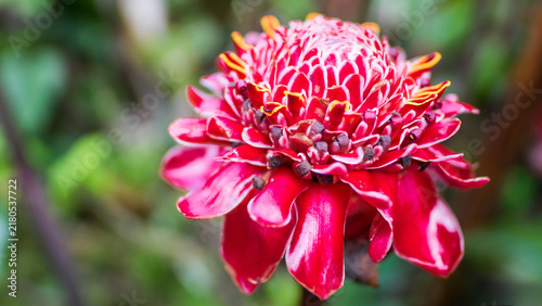 Vivid Red Torch Ginger Flower Blooming in Tropical Garden
