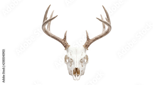 Bleached white deer skull with large brown antlers, rustic hunting trophy for cabin decor, taxidermy buck skull with symmetrical points isolated PNG with Transparent Background