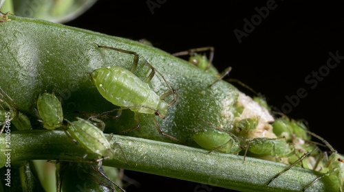 Acyrthosiphon pisum pea aphid feeding on a damaged young pod, green insect pest on developing legume plant, agricultural crop damage, plant health, pest infestation, and natural ecology