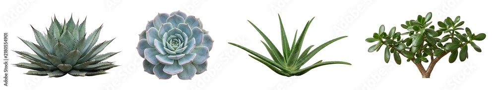 Obraz premium Set of succulent plants including agave, echeveria, aloe, and jade