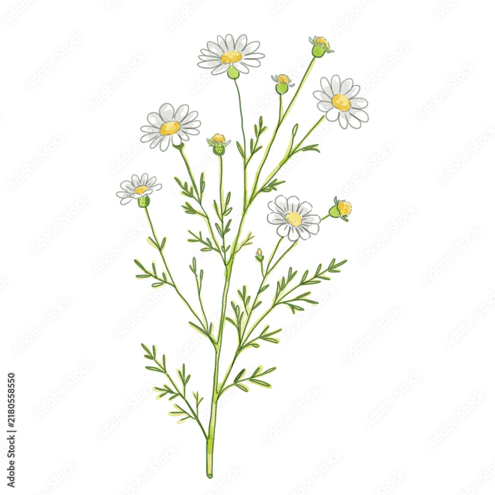 Fototapeta premium bouquet of camomiles