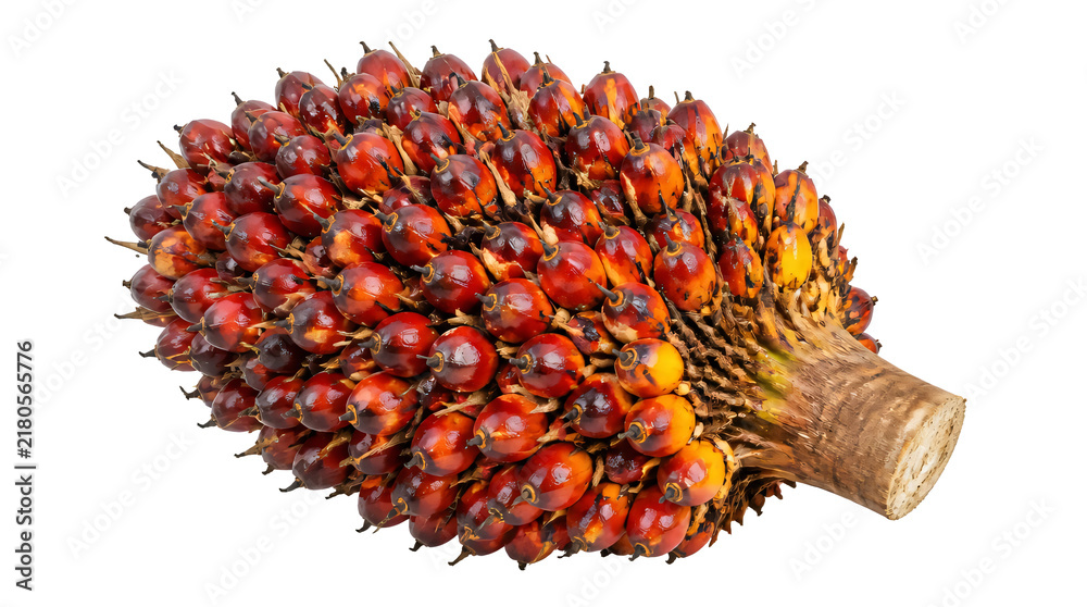 Obraz premium Oil palm fruit bunch isolated on transparent background.