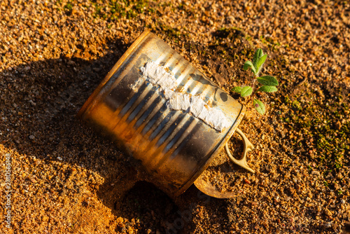 Obraz na plátně Discarded rusty metal tin can lying on grainy sand soil next to a small growing