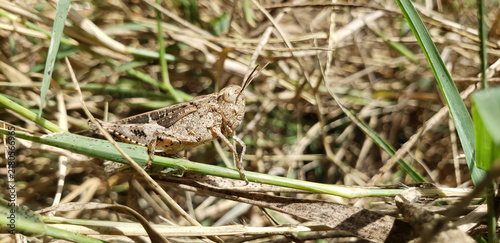 Fotografie The Art of Biological Concealment: Three-Quarter View of Camouflaged Brown Grass