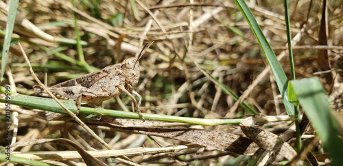 Принти на полотні The Art of Natural Stealth: Camouflaged Brown Grasshopper Resting in Dry Field v