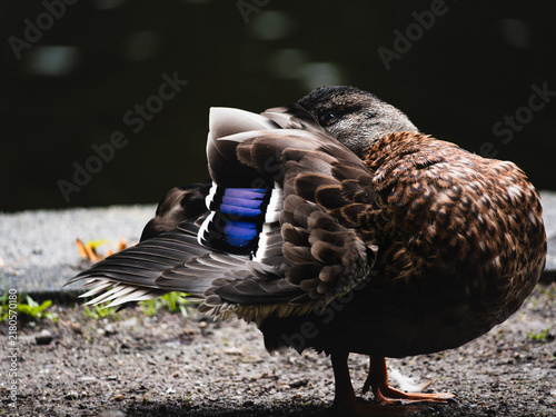 Quadro su tela duck in the park