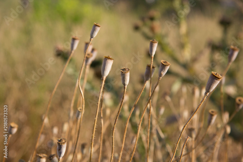 Foto Dried poppy seed heads glowing in warm evening light