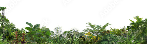 foreground Tropical Plant Green Leaf on transparent background