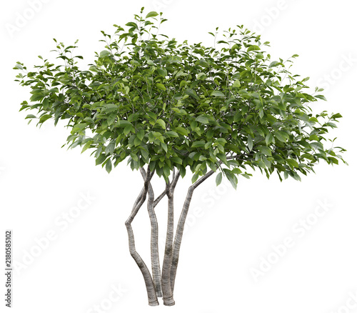 European Hornbeam Isolated PNG, Multi-Stem Deciduous Tree, Transparent Background