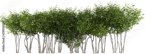 European Hornbeam Isolated PNG, Pleached Multi-Stem Tree Hedge, Transparent Background