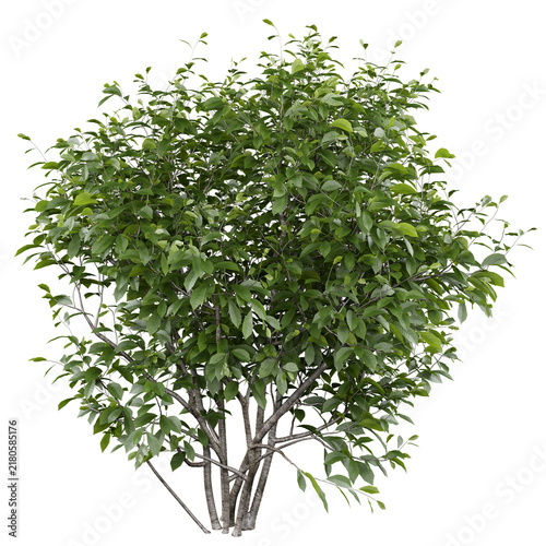 European Hornbeam Isolated PNG, Dense Multi-Stem Screening Tree, Transparent Background