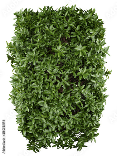 Star Jasmine Isolated PNG, Vertical Evergreen Climbing Plant Screen, Transparent Background