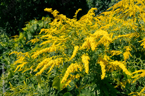 Konstfotografi Blooming yellow goldenrod flowers growing in summer garden on sunny day