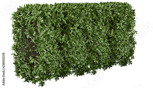 Star Jasmine Isolated PNG, Rectangular Evergreen Climbing Vine Screen, Transparent Background
