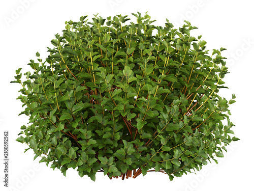 Common Ninebark Isolated PNG, Rounded Deciduous Shrub, Transparent Background