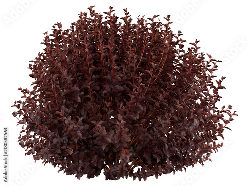 Purple Ninebark Isolated PNG, Dense Burgundy Foliage Shrub, Transparent Background