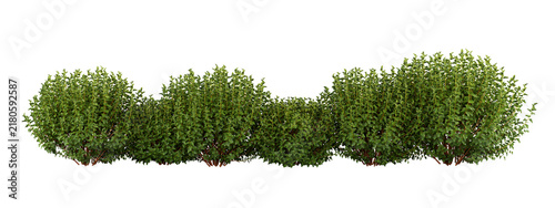 Common Ninebark Isolated PNG, Dense Natural Shrub Hedge Row, Transparent Background