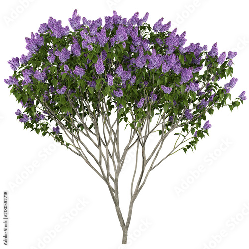Common Lilac Isolated PNG, Standard Purple Flowering Tree, Transparent Background