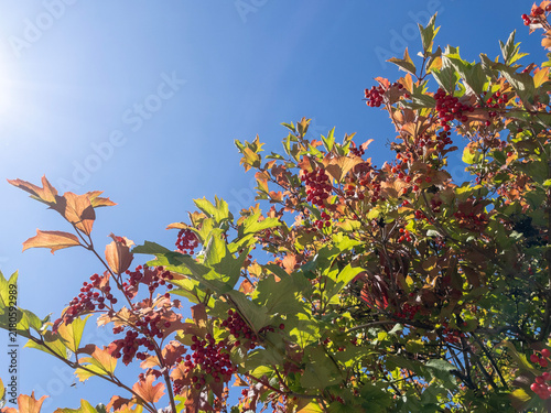Fotografía Red viburnum berries on shrub branches against clear blue sky