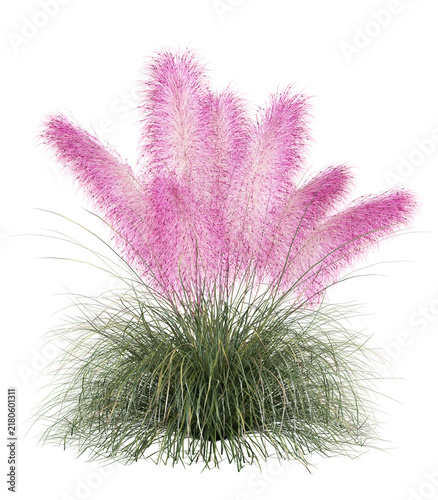 Pink Pampas Grass Isolated PNG, Bright Feathery Flowering Clump, Transparent Background