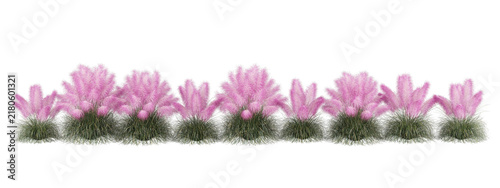 Pink Pampas Grass Isolated PNG, Long Flowering Ornamental Grass Border, Transparent Background