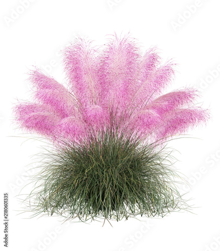 Pink Pampas Grass Isolated PNG, Large Magenta Plume Grass Clump, Transparent Background