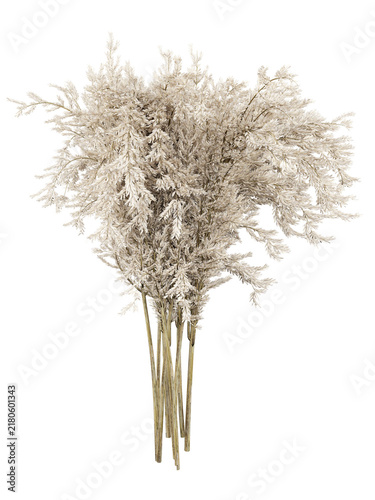Dried Pampas Grass Isolated PNG, Airy Feathery Plume Bouquet, Transparent Background
