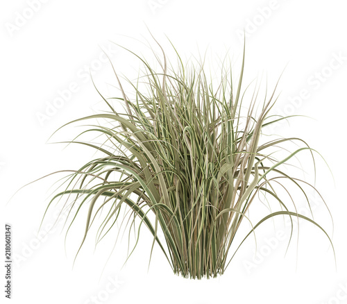 Variegated Ornamental Grass Isolated PNG, Arching Cream-Green Clump, Transparent Background