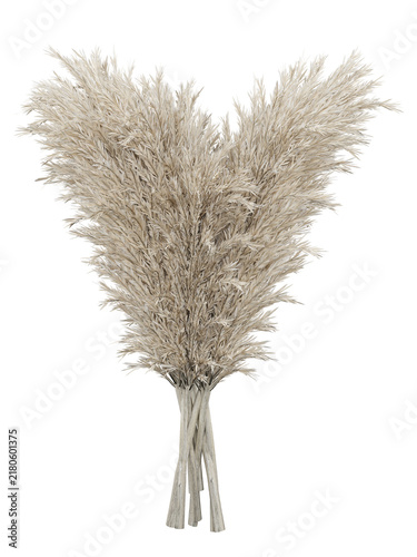 Dried Pampas Grass Isolated PNG, Fan-Shaped Cream Plume Arrangement, Transparent Background